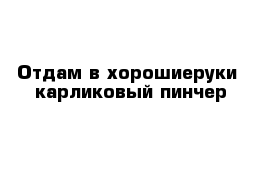 Отдам в хорошиеруки  карликовый пинчер